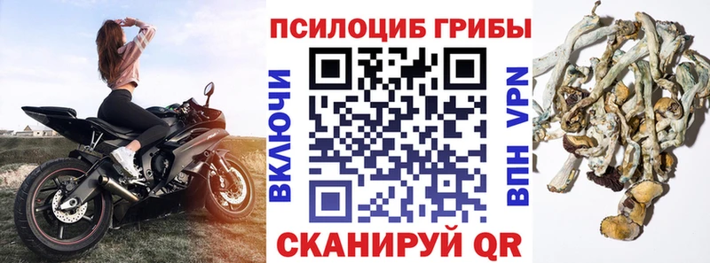 Псилоцибиновые грибы Cubensis  Шатура 